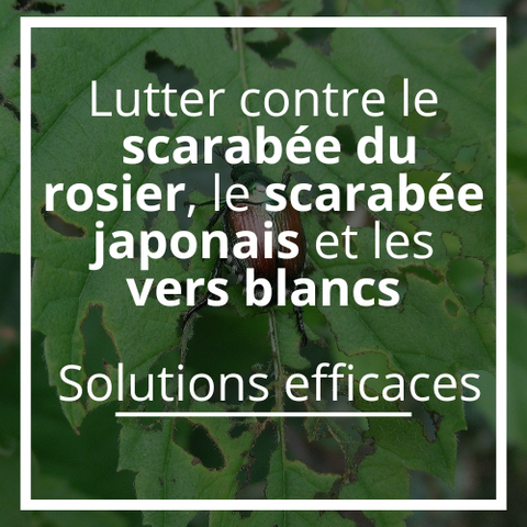 Lutter contre le scarabée du rosier, le scarabée japonais et les vers blancs : Solutions efficaces