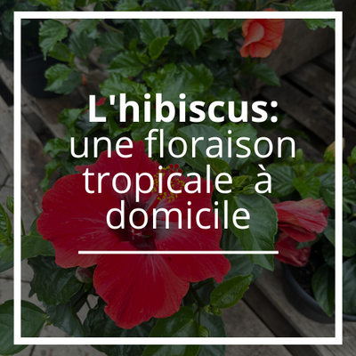 L'hibiscus une floraison tropicale  à domicile