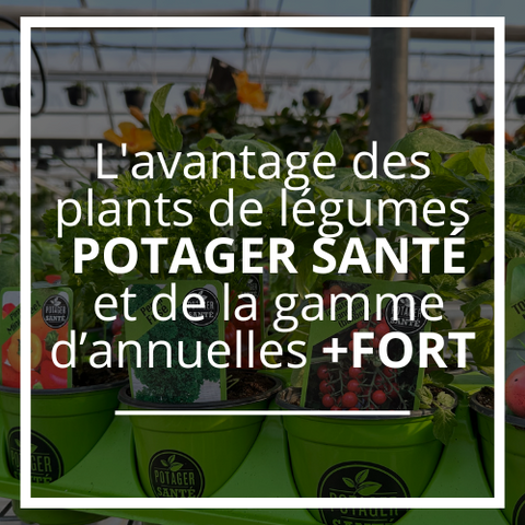 Cultiver son bonheur : l'avantage des plants de légumes POTAGER SANTÉ et de la gamme d’annuelles +FORT