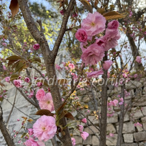Amandier du Japon "Triloba" sur tige