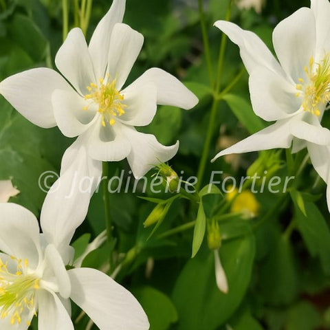 Aquilegia "Earlybird white"