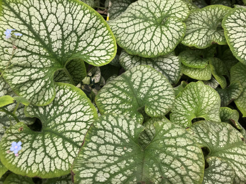 Brunnera macrophylla Jack Frost