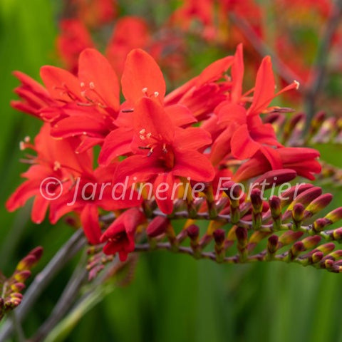 Crocosmia "Lucifer"