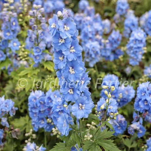 Delphinium elatum "Paramo Celeste"