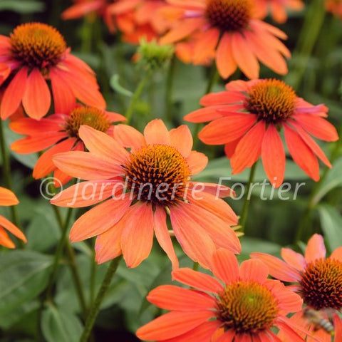 Echinacée "Artisan Soft Orange"