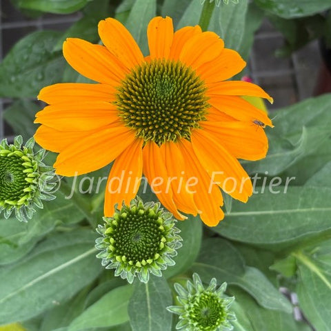 Échinacée "Artisan Yellow Ombre"