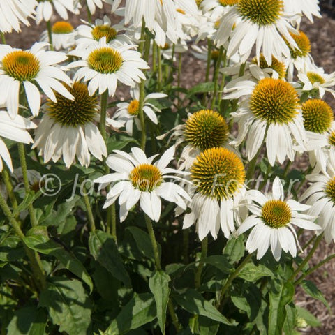 Échinacée "Pow Wow White"