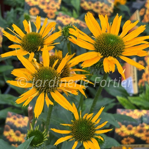 Échinacée "Kismet yellow"