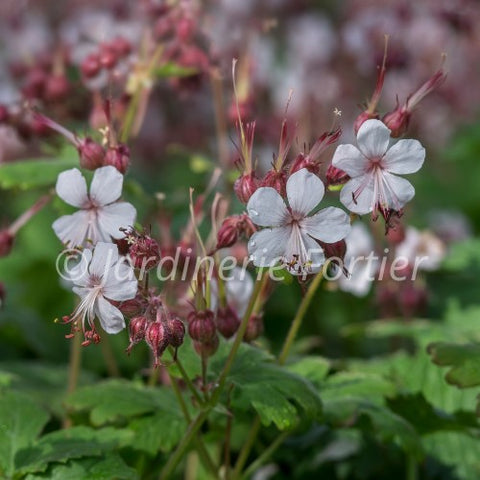 Géranium "Spessart"
