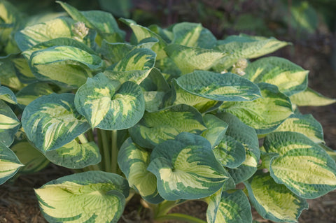 Hosta "Great Expectations"