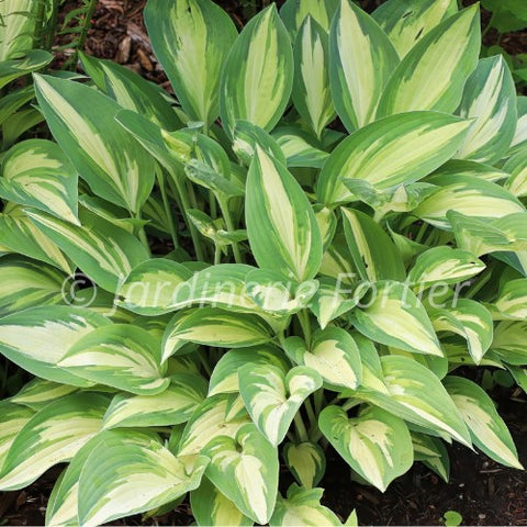 Hosta "Cool as a Cucumber"