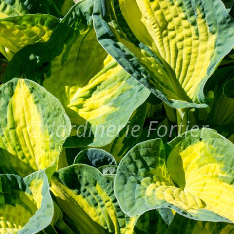Hosta "Great Expectations"