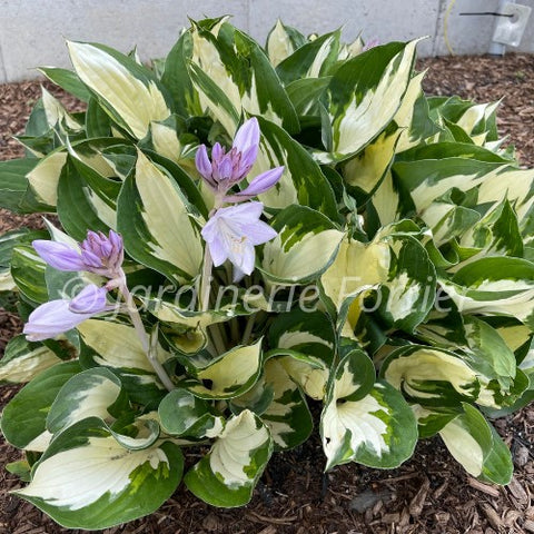 Hosta "Hans"