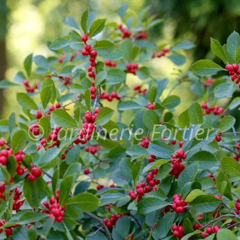 Ilex verticillata "Little Goblin red"