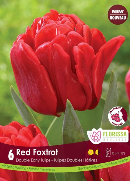 Bulbe de Tulipe "Red Foxtrot"