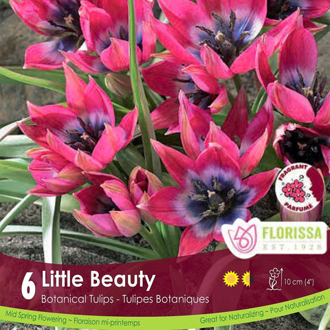 Bulbe de Tulipe "Little Beauty"