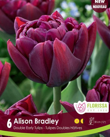 Bulbe de Tulipe "Alison Bradley"