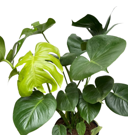 Plante d'intérieur "Philodendron Monstera"