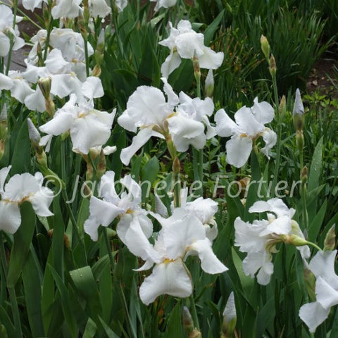Iris "Swan in Flight"