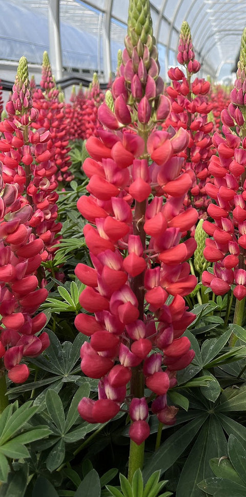 Lupin "Westcountry Red Rum"