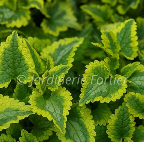 Lamium "Golden Anniversary"