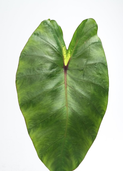 Colocasia Maui gold