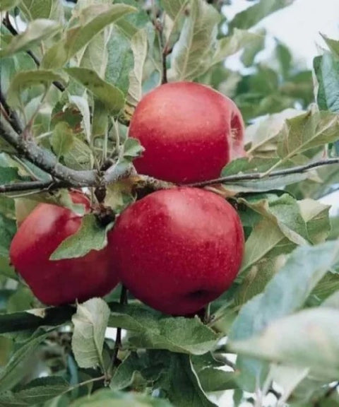Pommier "Empire"