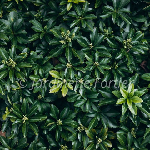 Pachysandra "Green Sheen"