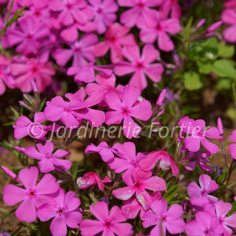 Phlox sub. "Spring pink"