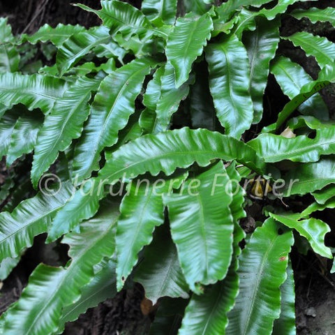 Phyllitis "Scolopendrium"