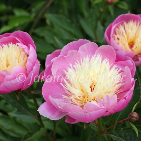 Pivoine "Bowl of Beauty"