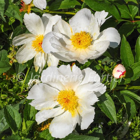 Pivoine "Krinkled White"