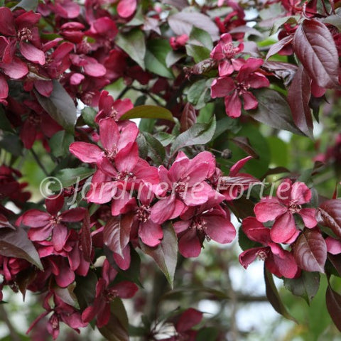 Pommetier "Purple Spire"