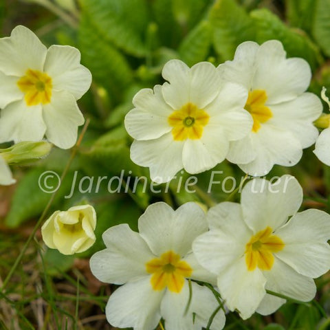 Primevère "Oakleaf White"