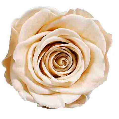 Rose éternelle champagne