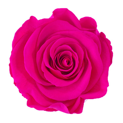 Rose éternelle rose foncé