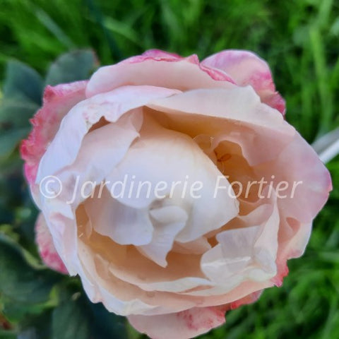 Rosier "Flavorette Pear'd"
