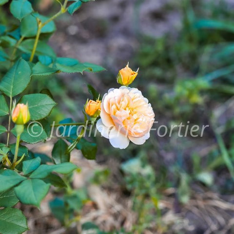 Rosier "Flavorette Honey apricot"