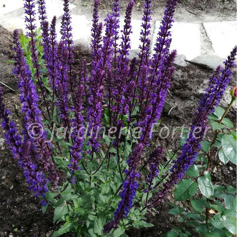 Salvia "Caradonna"