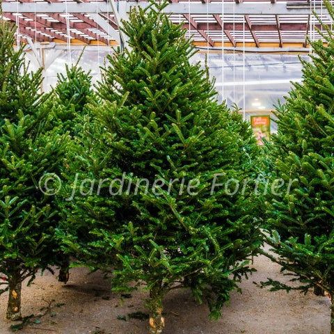 Sapin "Beaumier"