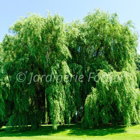 Saule Pleureur "Alba Tristis"