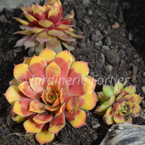 Sempervivum "Chick Charm gold Nugget"