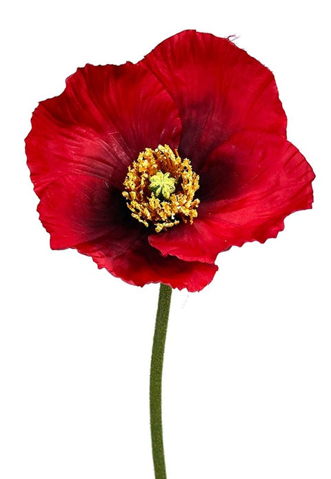 Tige de coquelicot