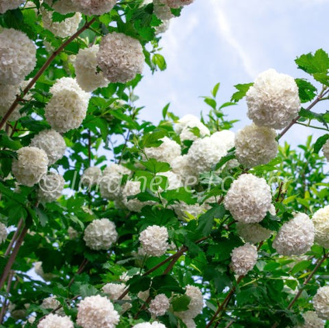Viburnum "Opulus Roseum" sur tige