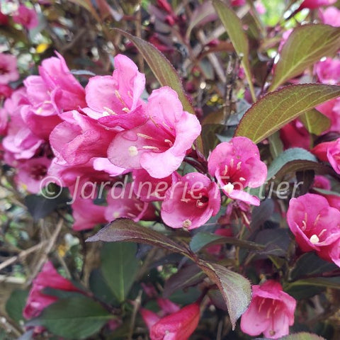 Weigela "Sonic Wine"