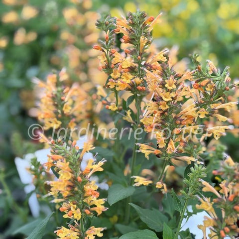 Agastache Honeysticks "Ember"