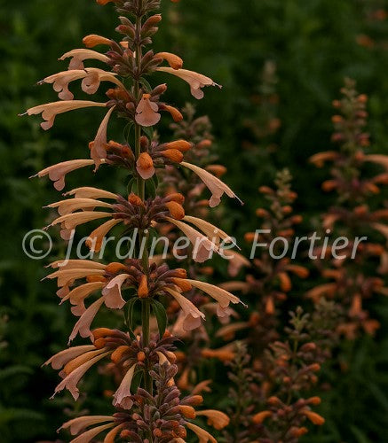 Agastache Honeysticks "Sandstone"