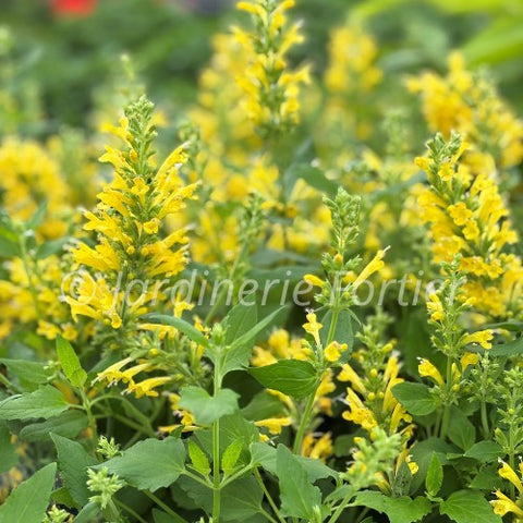 Agastache POQUITO™ "Butter Yellow"