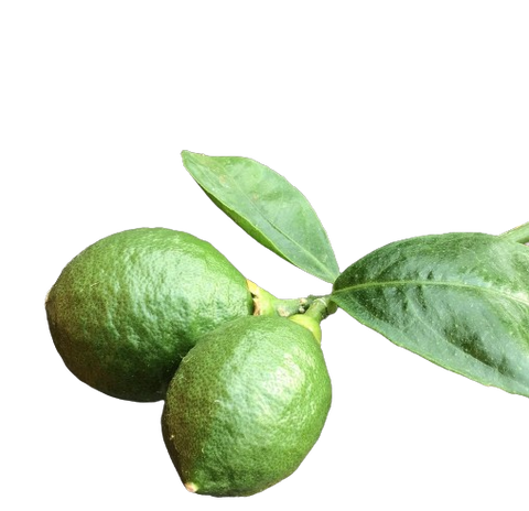 Plant de Limes