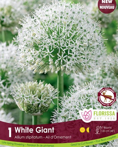 Bulbe d'Allium "White Giant"